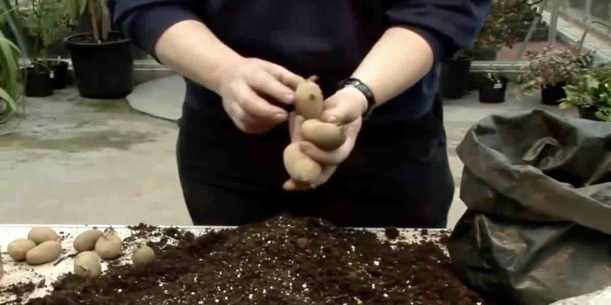 Potato Grow Bag: image 3