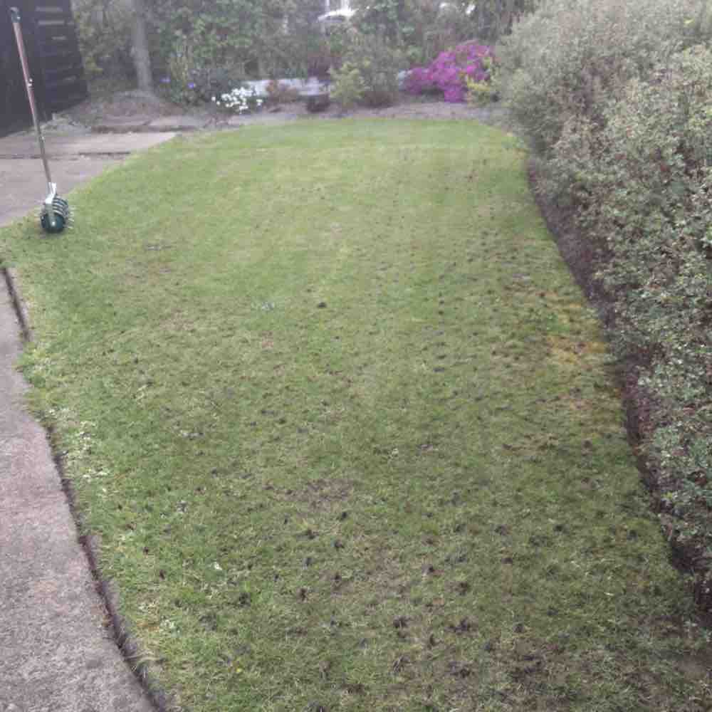 Spiked Lawn Roller: image 4
